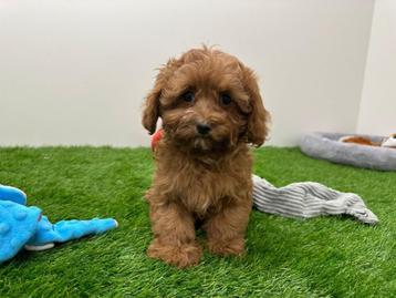 Cavapoo pups beschikbaar voor biedingen