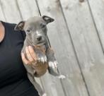 Amerikaanse Stafford reutje, Dieren en Toebehoren, Honden | Jack Russells en Terriërs, België, CDV (hondenziekte), 8 tot 15 weken