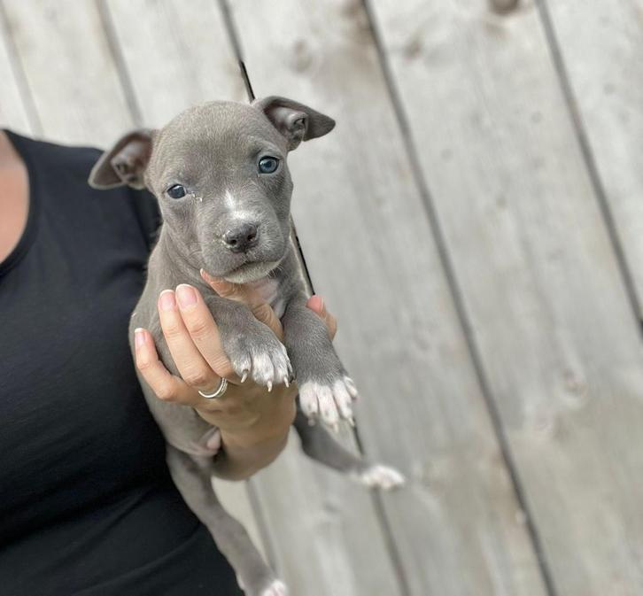 Amerikaanse Stafford reutje, Dieren en Toebehoren, Honden | Jack Russells en Terriërs, Meerdere dieren, American Staffordshire Terriër