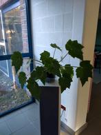 Begonia heracleifolia Cham. & Schltdl. (Kamerplant), Enlèvement, Ombre partielle