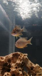Te koop, Dieren en Toebehoren, Vissen | Aquariumvissen