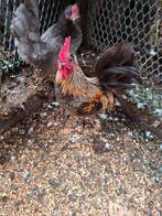 Serama haantje, Animaux & Accessoires, Volatiles, Mâle, Poule ou poulet