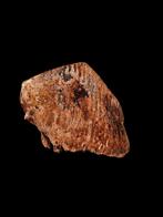 Enorme mammoet kies uit de noordzee., Verzamelen, Ophalen of Verzenden, Fossiel