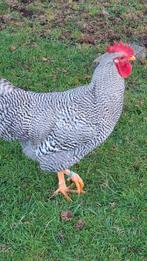 Amrock haan, Dieren en Toebehoren