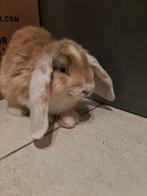 Lapin bélier femelle 3 mois, Dieren en Toebehoren, Knaagdieren en Konijnen | Toebehoren, Ophalen of Verzenden