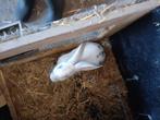 Vlaamse reus moer, Dieren en Toebehoren, Konijnen, Vrouwelijk, Groot, 0 tot 2 jaar