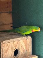 Oiseaux, Animaux & Accessoires, Perruche