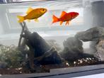 2 goudvissen + aquarium + toebehoren zoekt een nieuwe thuis, Ophalen