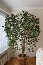 Grand ficus, hauteur 2,20 m, largeur 1,20 m, Enlèvement, Ficus