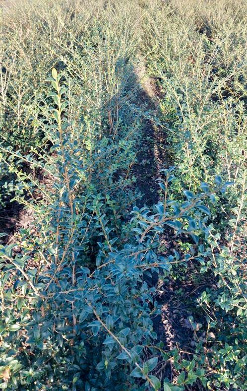 Osmanthus Burkwoodii schijnhulst in maten leverbaar, Jardin & Terrasse, Plantes | Arbustes & Haies, Arbuste, Enlèvement ou Envoi