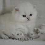 British Shorthair + Longhair Lilac Point, Dieren en Toebehoren, Meerdere dieren, Gechipt, 0 tot 2 jaar