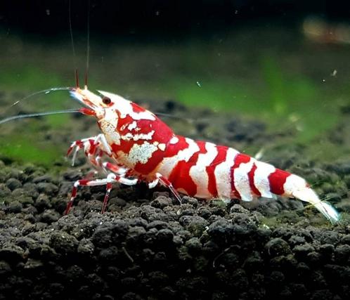 Red fancy Tiger caridina garnalen, Dieren en Toebehoren, Vissen | Aquariumvissen