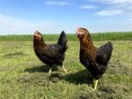 Jonge tamme Harco kippen gesekst en ingeënt | goede leggers, Vrouwelijk, Kip