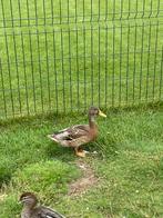 Wilde eend, Dieren en Toebehoren, Eend