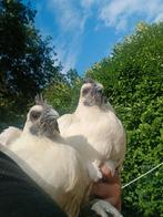 2 Zombie kippen te koop 😱 !!!              (Ga H'mong)
