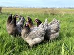 Jonge tamme bleu de landes kippen hennen gesekst en ingeënt, Dieren en Toebehoren, Pluimvee, Kip, Vrouwelijk