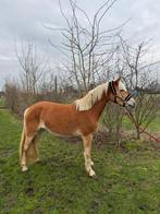 Mooie 5-jarige Haflinger merrie (1m50) te koop, Dieren en Toebehoren, Merrie, Minder dan 160 cm, Zadelmak, 3 tot 6 jaar