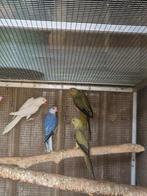 Halsbandparkieten, Dieren en Toebehoren, Geringd