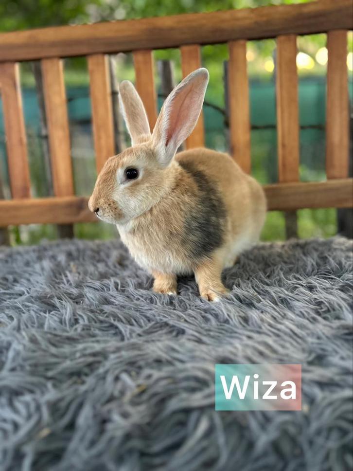 TER ADOPTIE VOEDSTER 8 maand oud, Dieren en Toebehoren, Konijnen