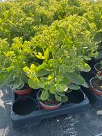 Sedum spectabile ‘Brilliant’ P10,5 cm, Tuin en Terras, Planten | Tuinplanten, Ophalen, Vaste plant, Halfschaduw
