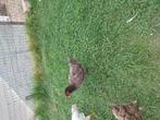 Raskippen, Dieren en Toebehoren, Pluimvee