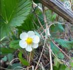 24 Fragaria viridis, heuvelaardbei, romige aardbei p9, Tuin en Terras, Ophalen, Bodembedekkers, Vaste plant, Halfschaduw