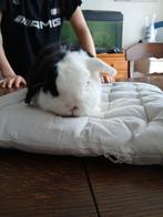 Konijn, Dieren en Toebehoren