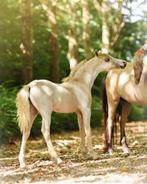 Prachtig AMHA/AMHR/NMPRS  palomino hengstenveulen, Hengst