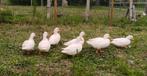 Hollandse kwaker eenden, Dieren en Toebehoren, Meerdere dieren, Eend