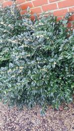 Sarcococca - winterbloeier - lekker geurend, Vaste plant, Halfschaduw, Winter, Ophalen