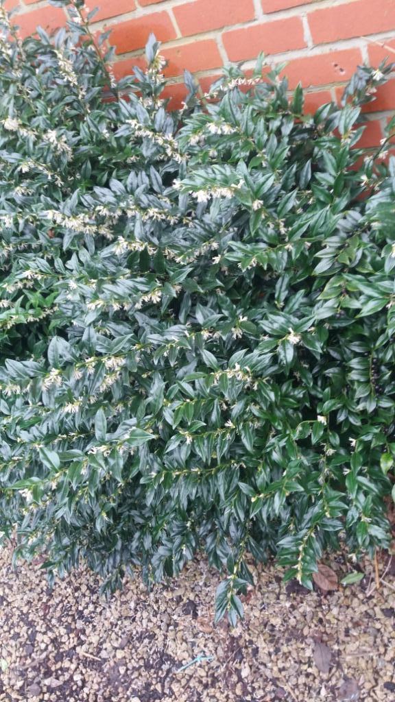Sarcococca - winterbloeier - lekker geurend, Tuin en Terras, Planten | Tuinplanten, Vaste plant, Overige soorten, Halfschaduw