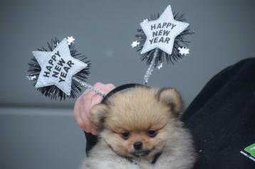 Pomeriaan pup , keeshond,spitz,mini dwergkees pups beschikbaar voor biedingen