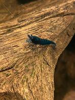 Blue dream / blue velvet neocaridina garnalen, Dieren en Toebehoren