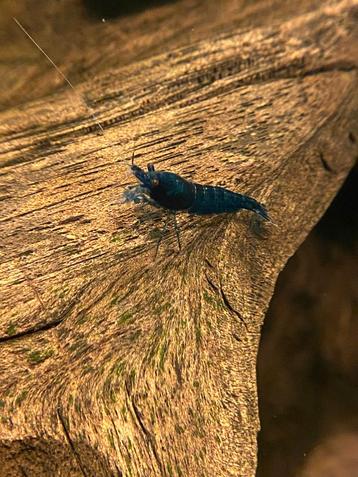 Blue dream / blue velvet neocaridina garnalen beschikbaar voor biedingen