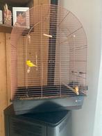 Kanarie + kooi, Dieren en Toebehoren