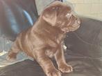 laberador pups, België, Fokker | Hobbymatig, CDV (hondenziekte), 8 tot 15 weken