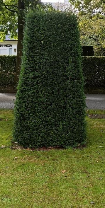 gratis grote Taxus Haag beschikbaar voor biedingen