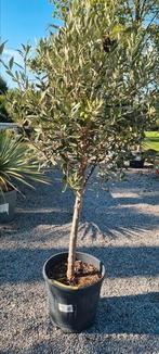 Olijfboom Olea Europaea, Tuin en Terras, Planten | Bomen, Ophalen, Olijfboom