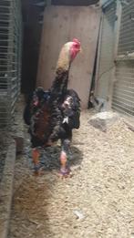 Ko-shamo, Dieren en Toebehoren, Pluimvee