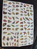 100 stickers parkieten papegaaien, Verzenden