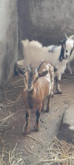 Te koop super mooie 3-ling, Dieren en Toebehoren, Geit, 0 tot 2 jaar