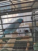 Halsbandparkiet met kooi "Tam", Dieren en Toebehoren, Vogels | Parkieten en Papegaaien