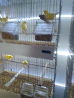 Gele kanaries, Dieren en Toebehoren