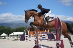 Super lieve merrie, Dieren en Toebehoren, Paarden, Merrie, Springpaard, Gechipt, M
