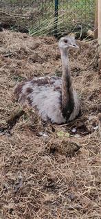 Nadoe man, Dieren en Toebehoren