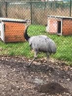 Nandoe haan grijs, Dieren en Toebehoren, Pluimvee, Mannelijk, Overige soorten