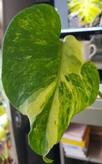 Monstera Contorta Oceana, Huis en Inrichting, Ophalen of Verzenden