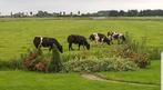 Gevraagd: luxe dikbil vaarzen bwb, Dieren en Toebehoren