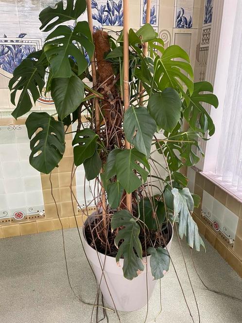 Monstrea, Huis en Inrichting, Kamerplanten, Overige soorten, 150 tot 200 cm, Groene kamerplant, Halfschaduw, In pot, Ophalen