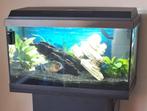 Eenzame piranha op te halen, Dieren en Toebehoren, Vis, Zoetwatervis